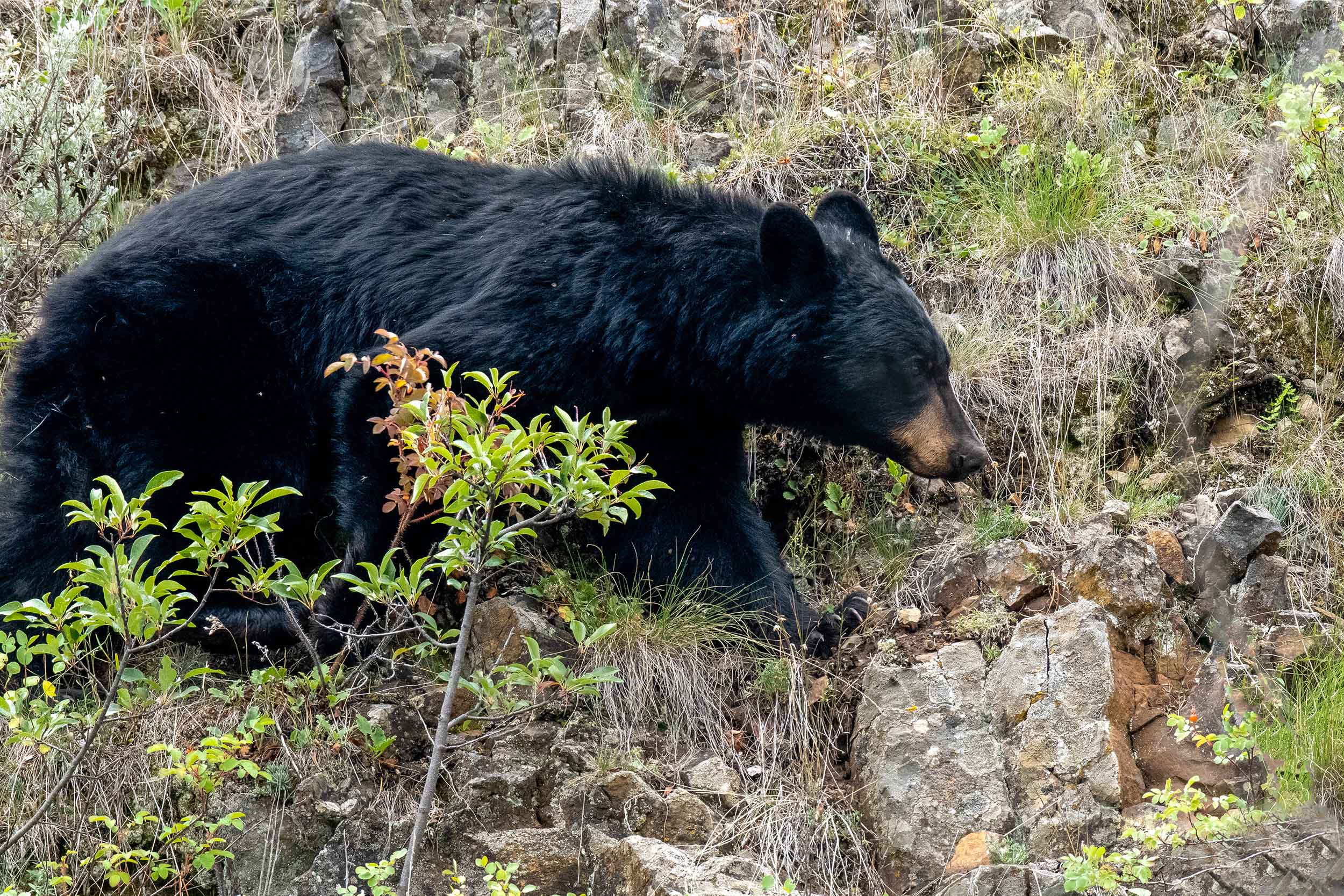 Black bear crossing a green, rocky hillside