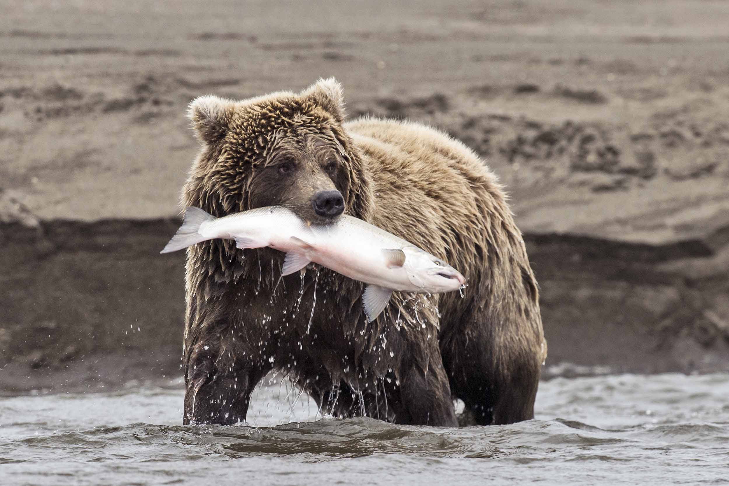 Brown bear standing chest-deep in a river with a salmon crosswise in its jaws