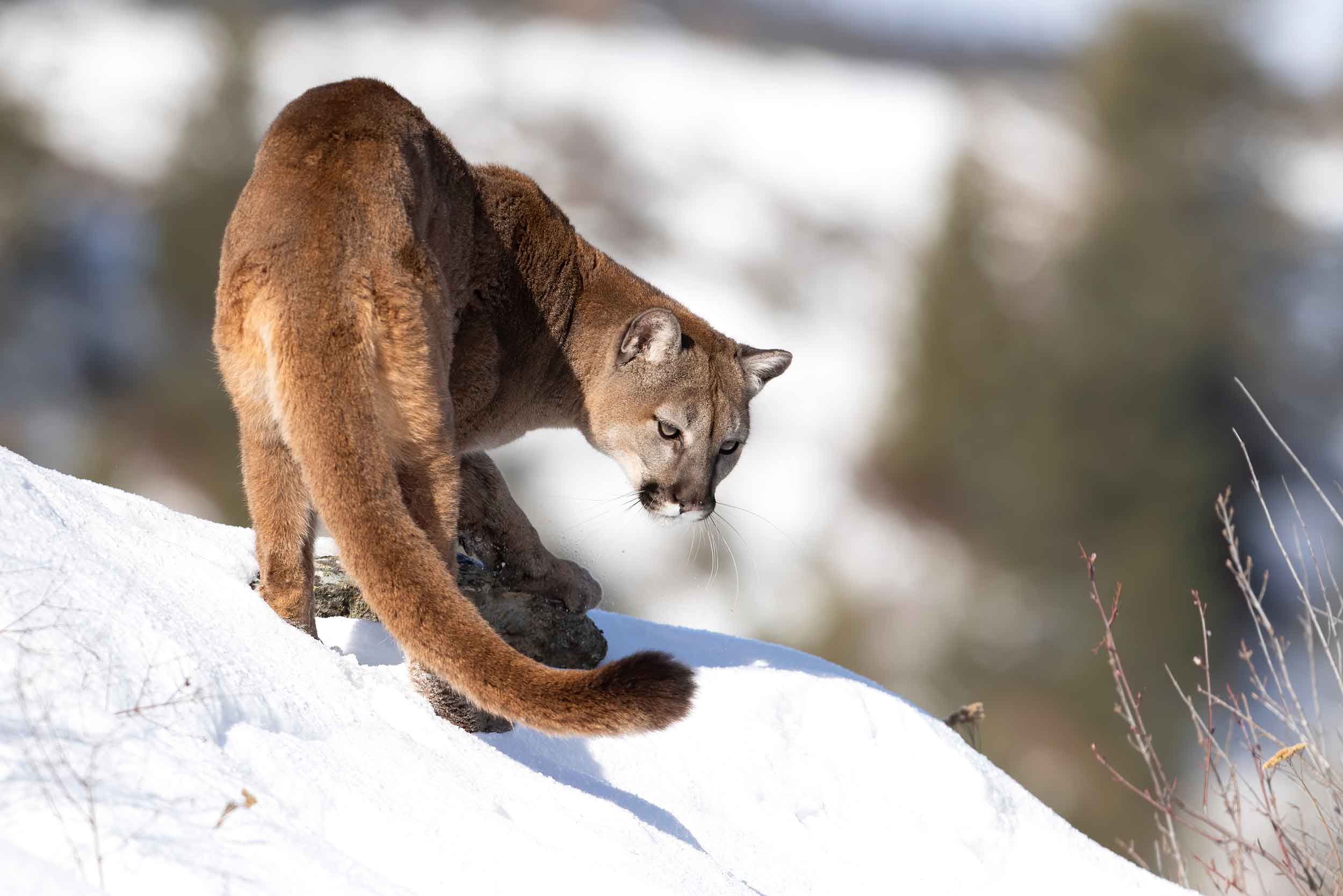 Mountain lion moving down a snowy slope