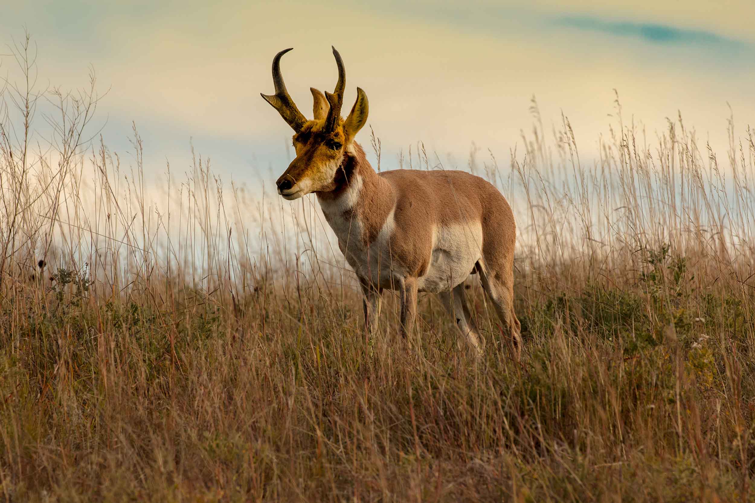 Pronghorn buck standing in tall autumn grass