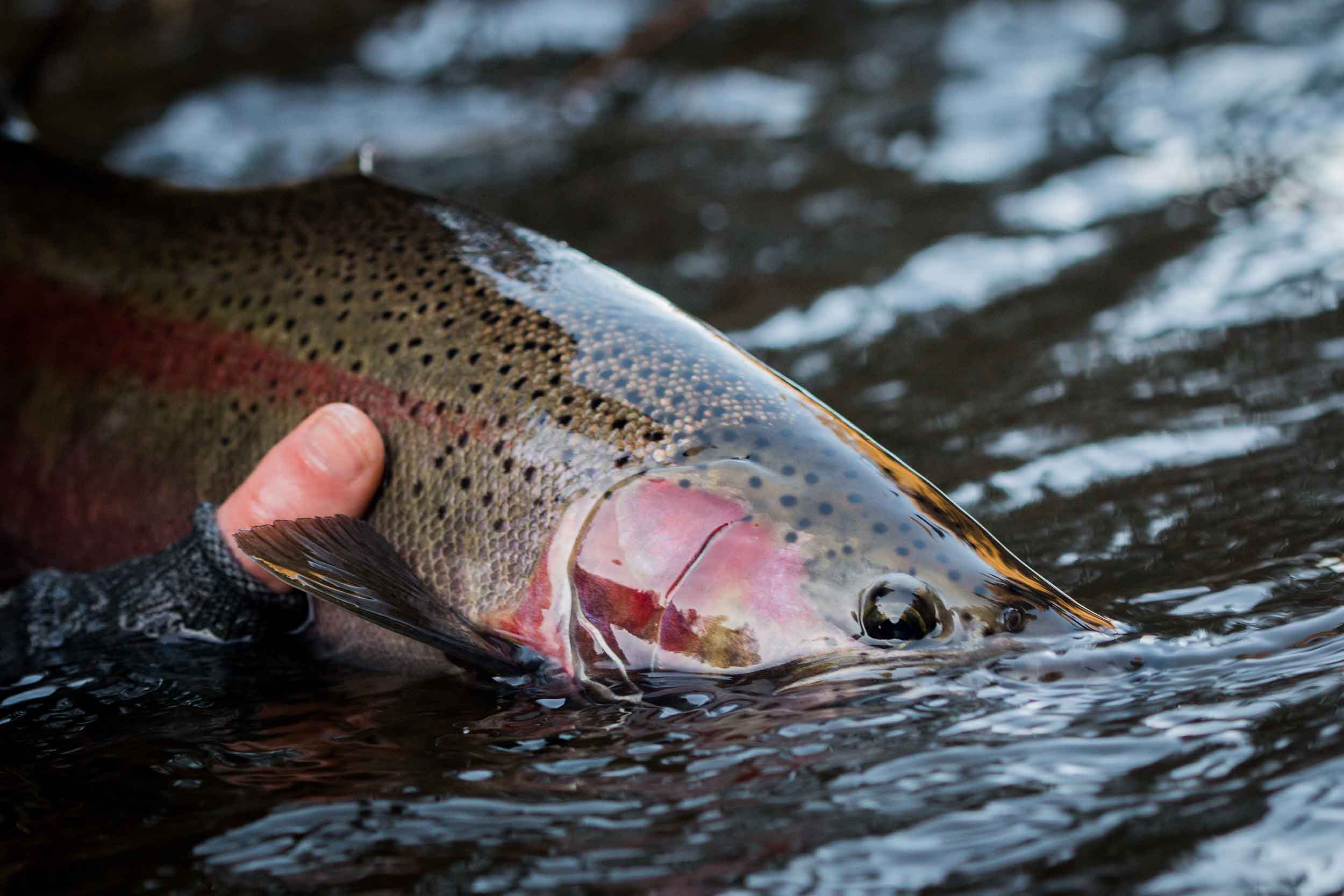 Steelhead held at the surface, mouth open