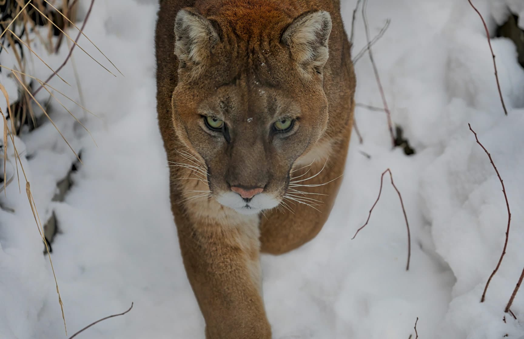 Mountain lion facing the camera in deep snow