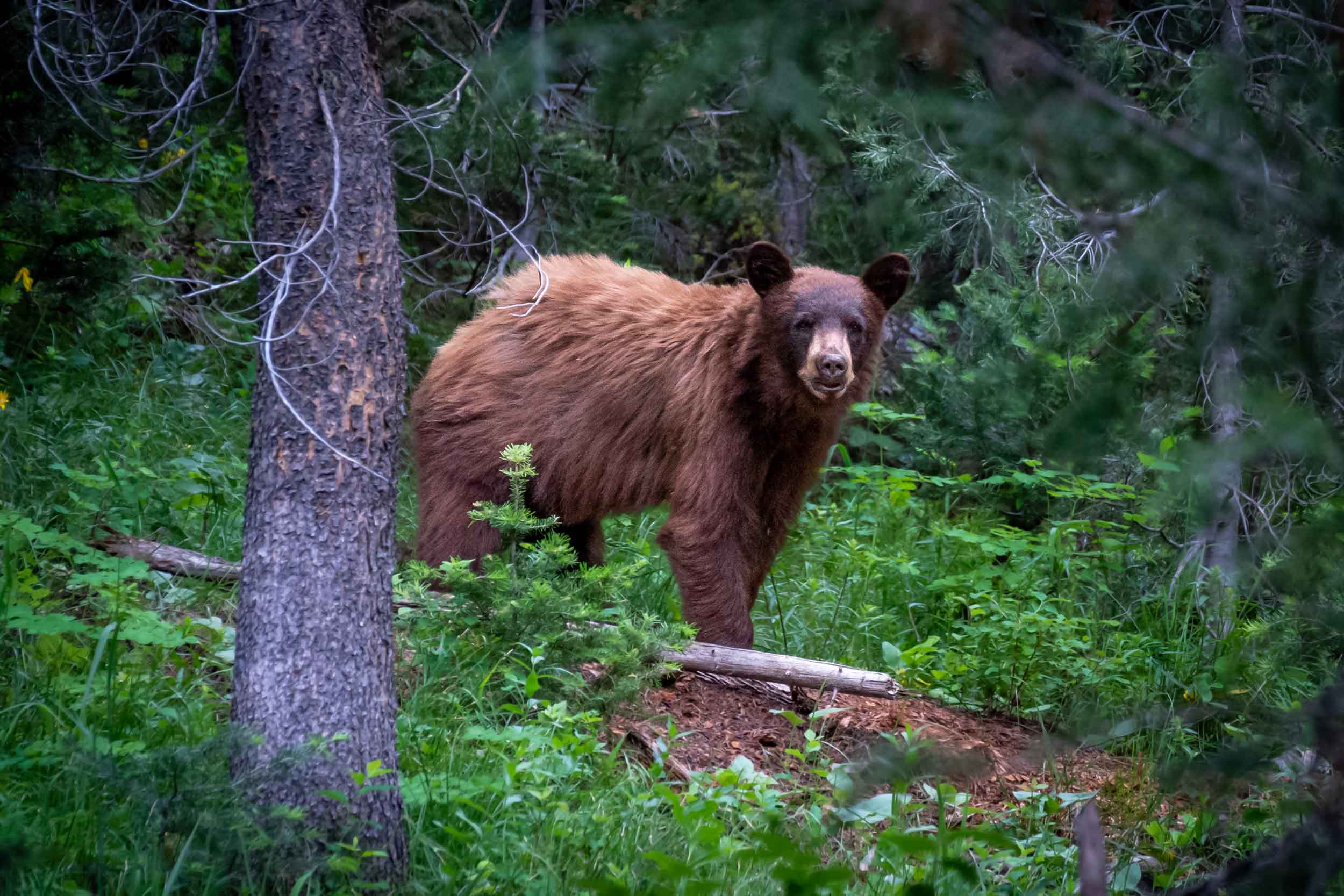 Cinnamon-phase black bear in green timber