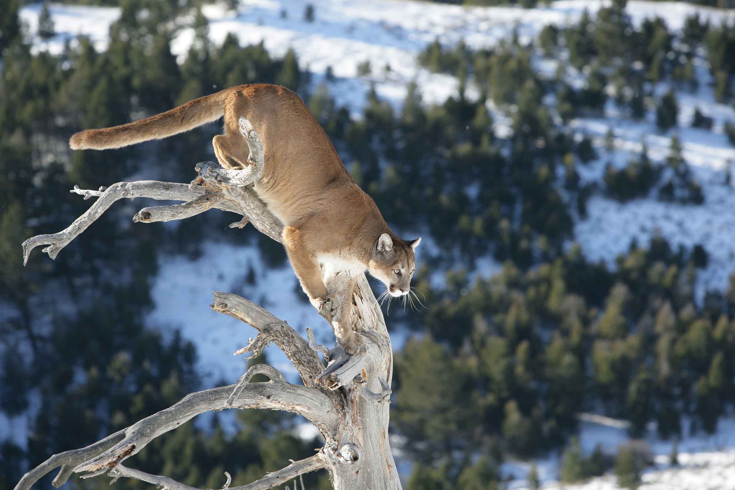 Mountain lion leaping between dead snags above snowy hills