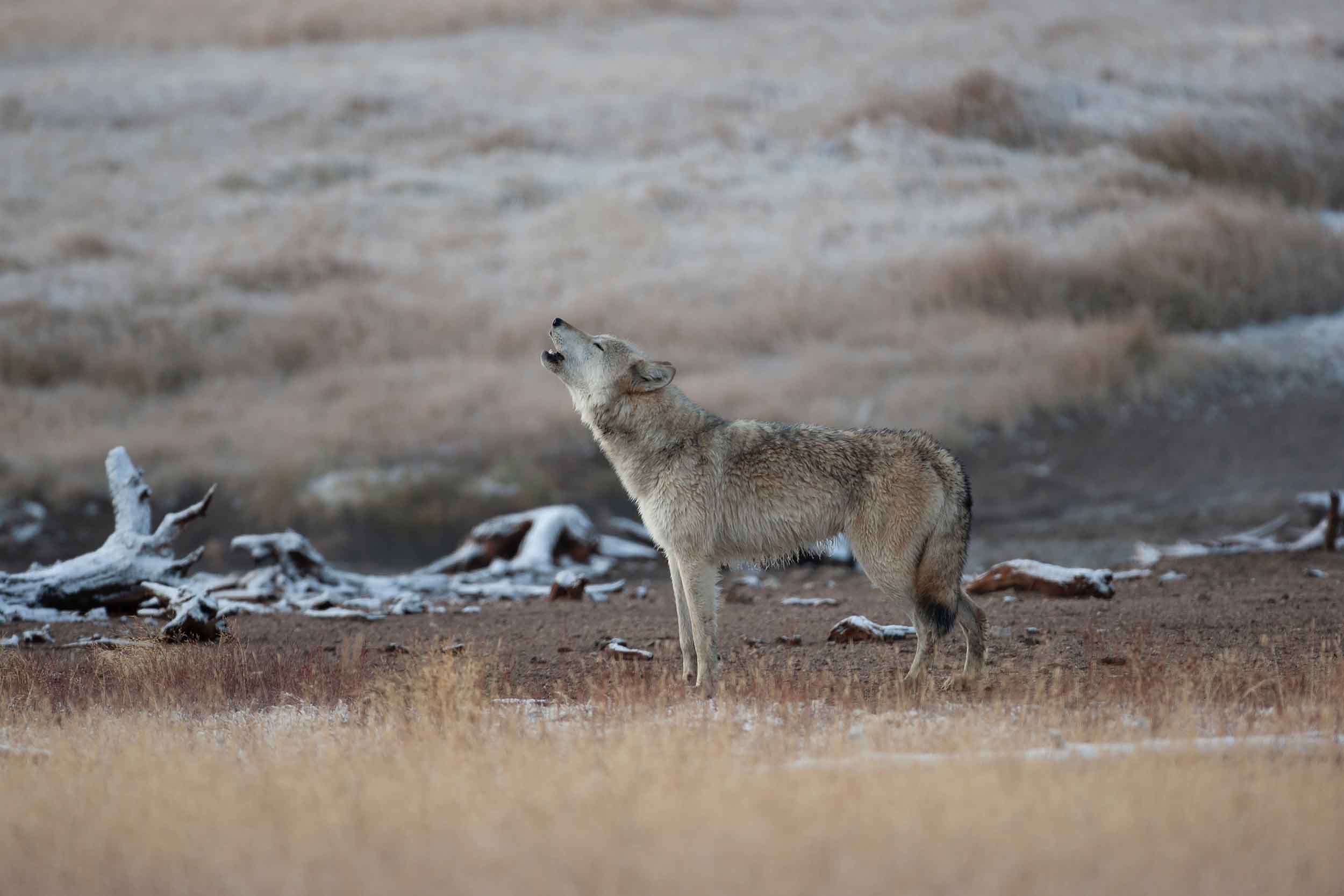 Gray wolf howling on a dry grass flat among driftwood