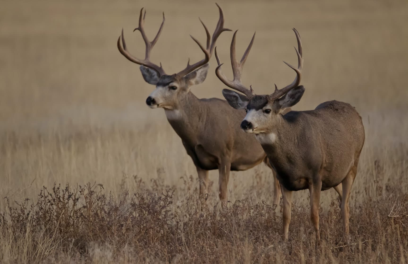 Two mule deer bucks standing in dry grass