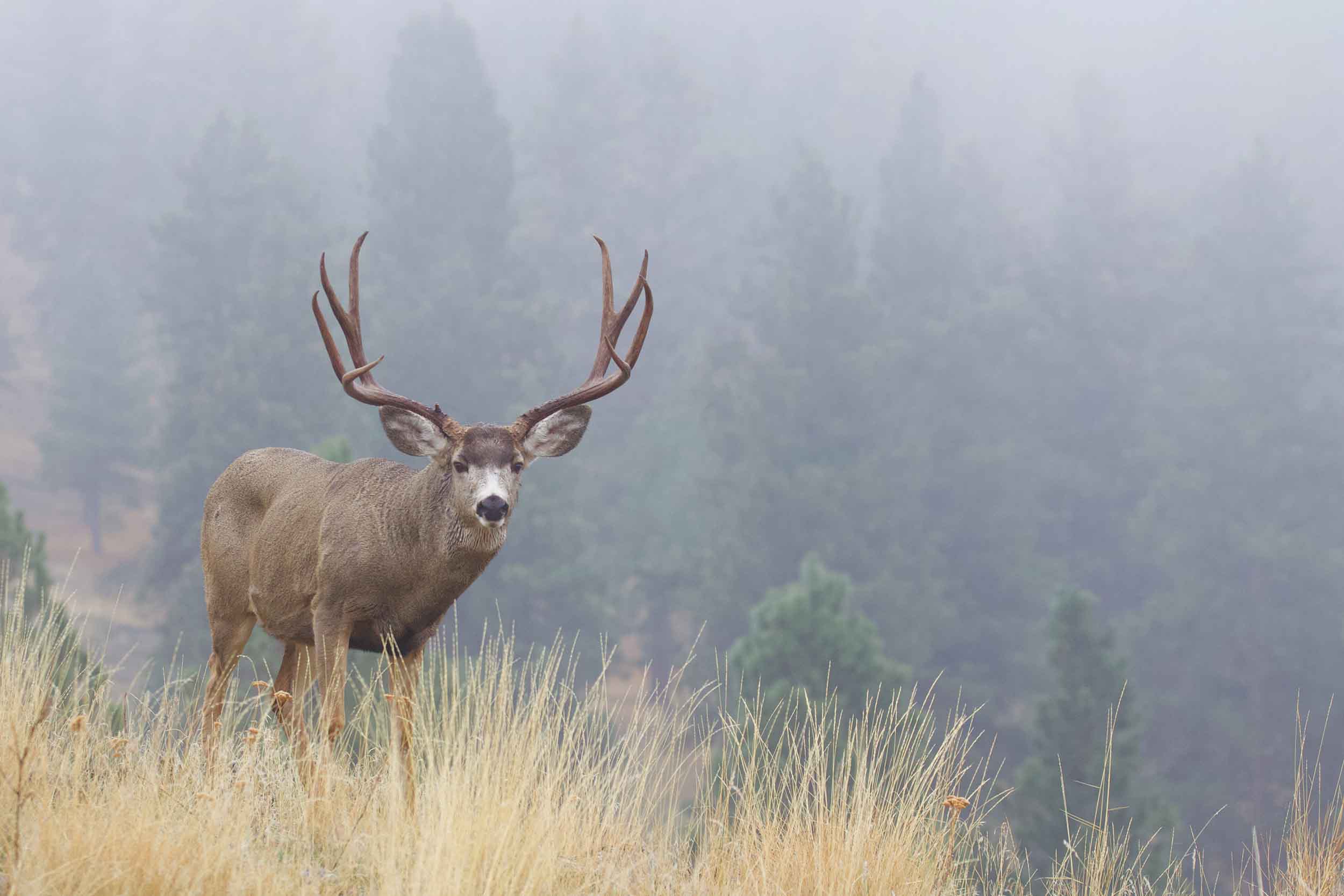 Mule deer buck standing in fog above dry grass