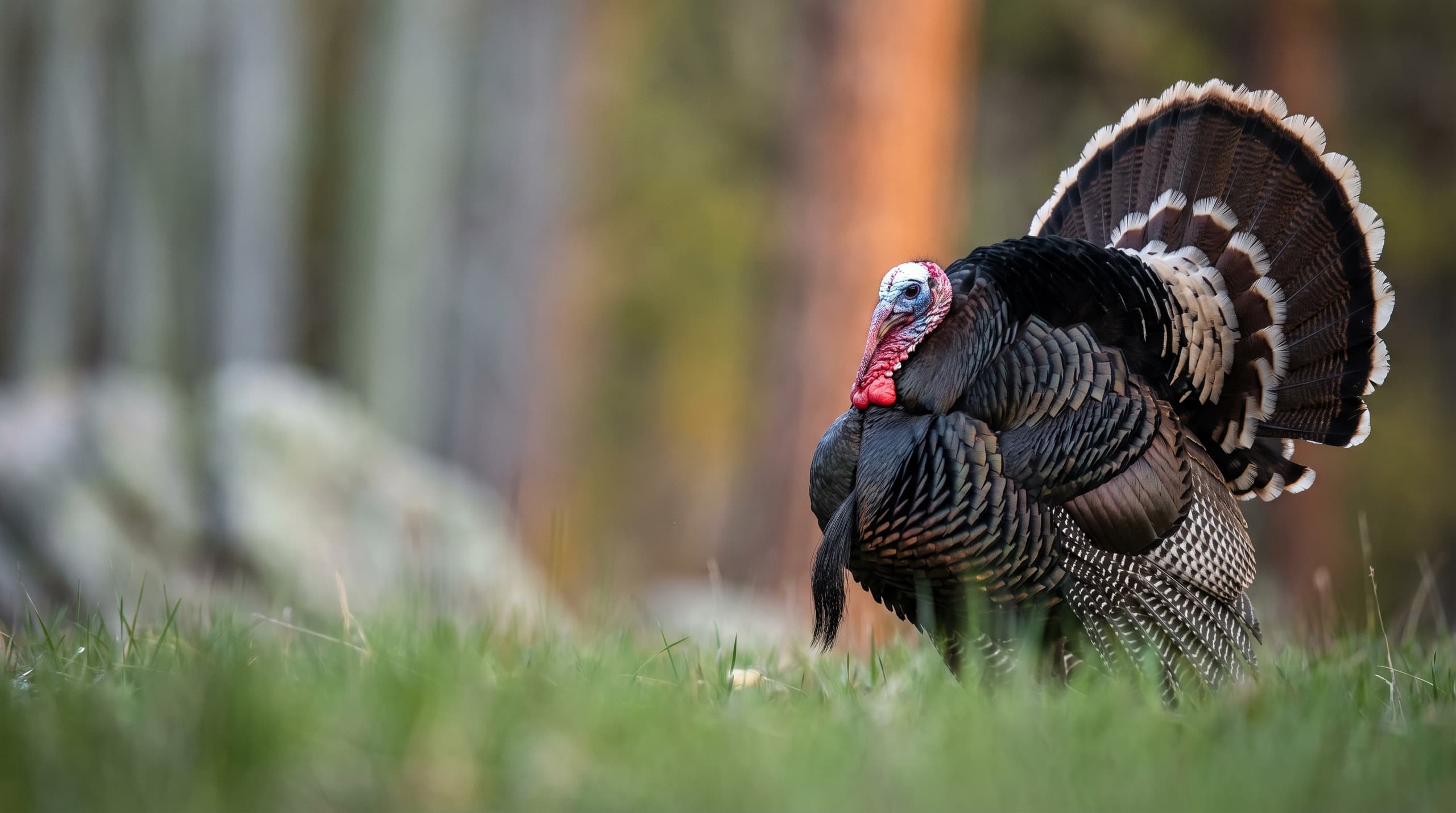A Merriam's gobbler in full strut on a grassy bench at first light, his tail fanned and the chalky white feather tips catching the low sun, the timber behind him thrown completely out of focus into soft bands of orange and green.