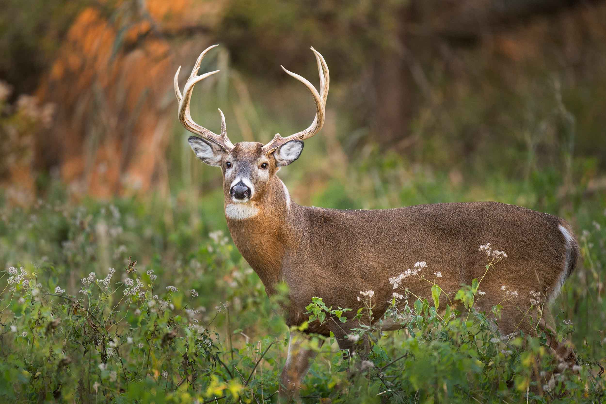 Whitetail buck standing in autumn brush
