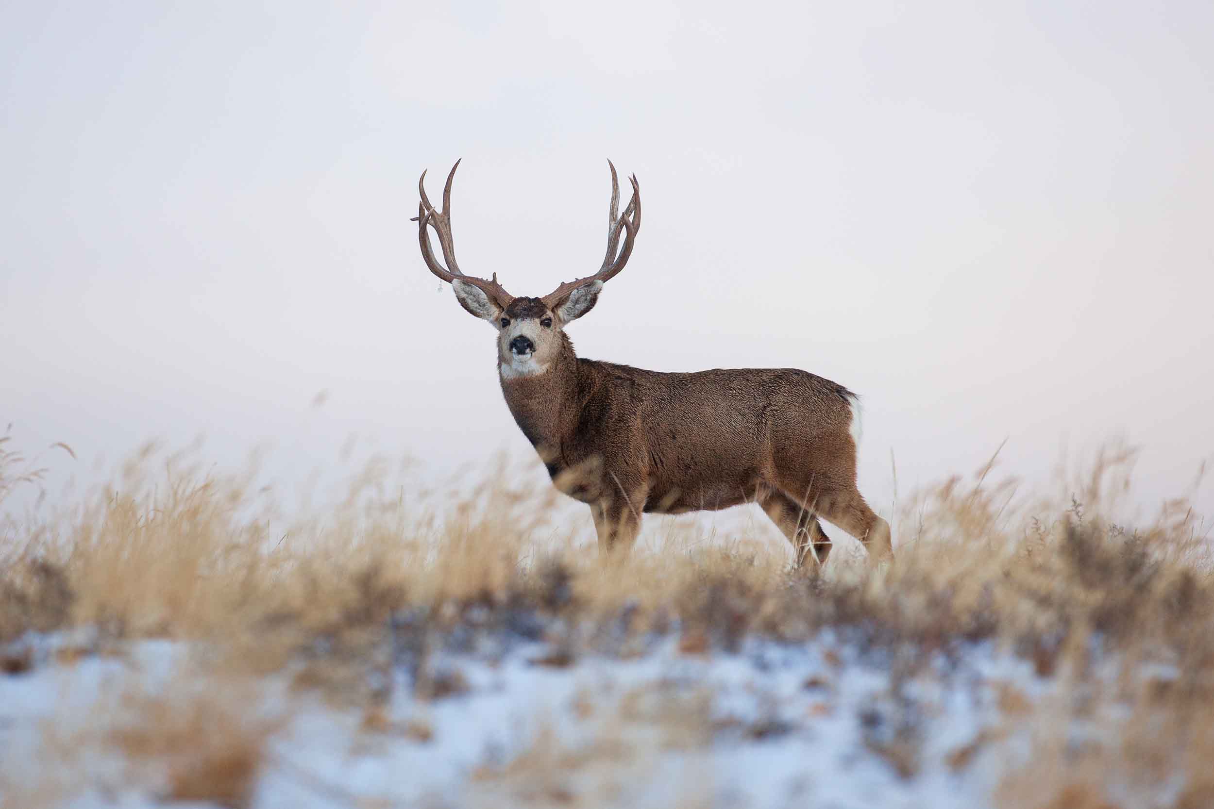 Mule deer buck standing in snowy sage