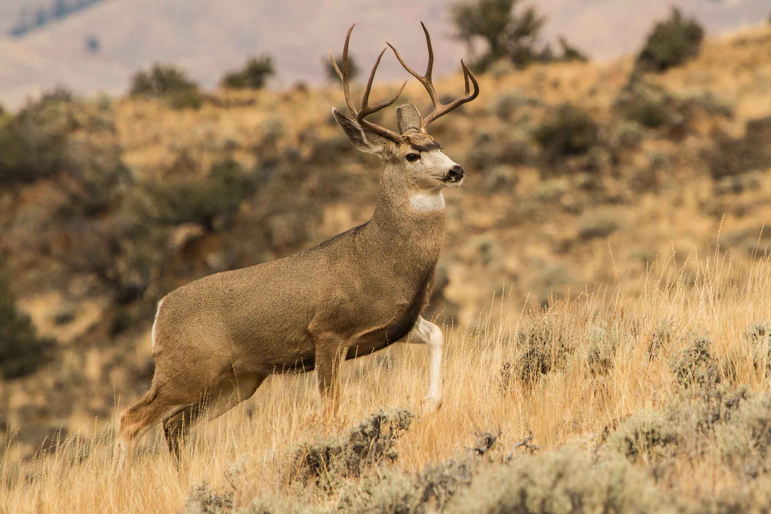 Mule deer buck bounding through sage