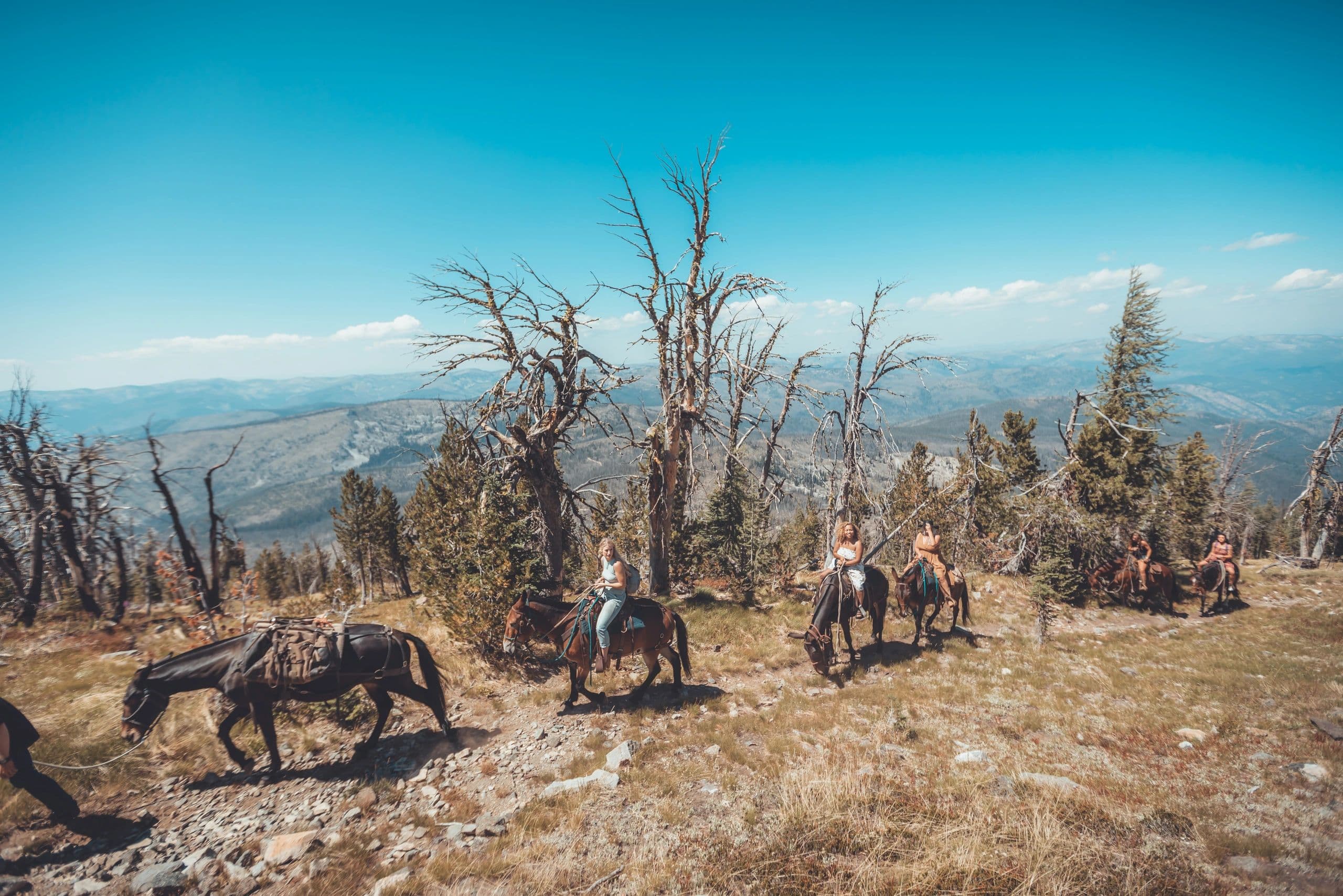 Riders and pack mules on a high open ridge among dead snags, ranges beyond
