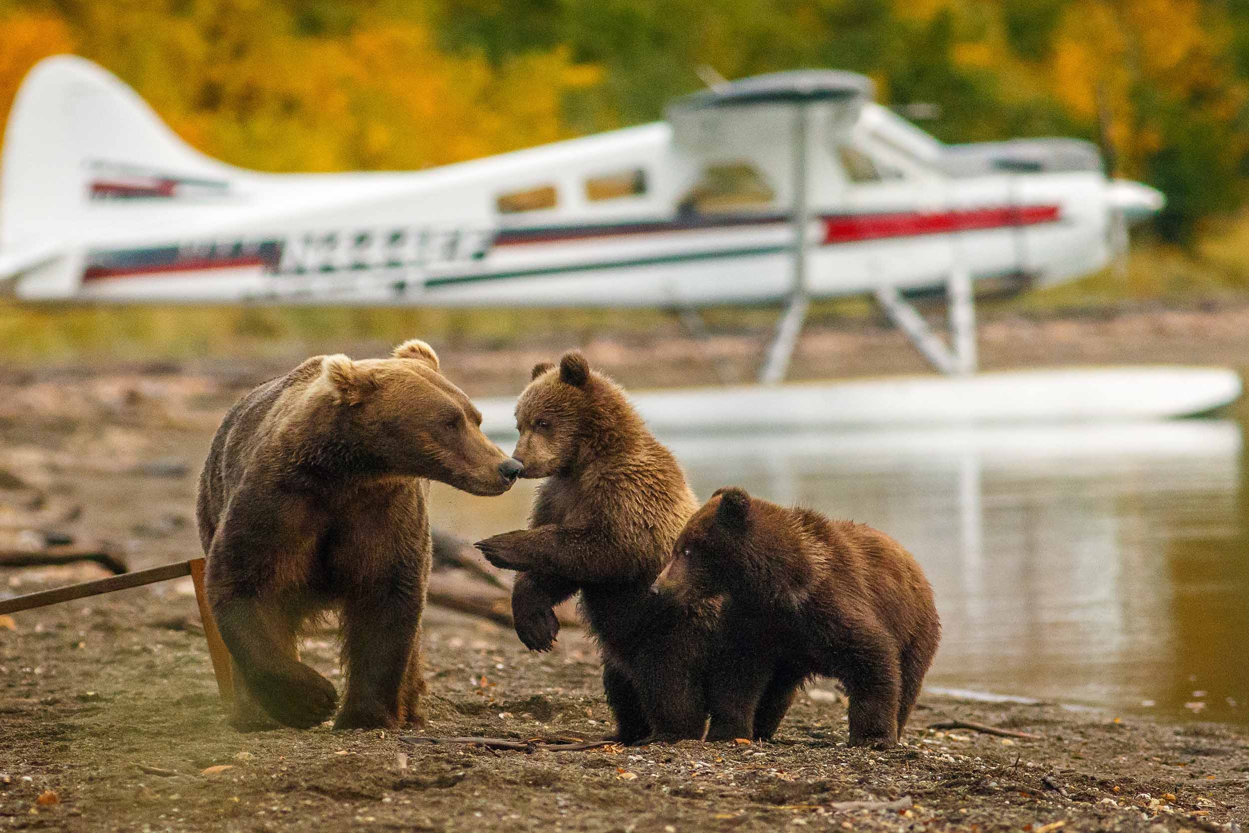 Three brown bears on a gravel bar with a floatplane moored behind
