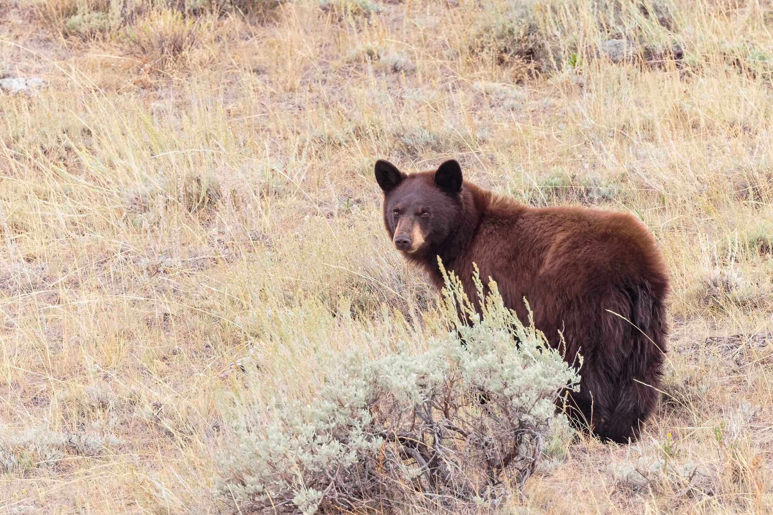 Cinnamon-phase black bear on a dry sage hillside
