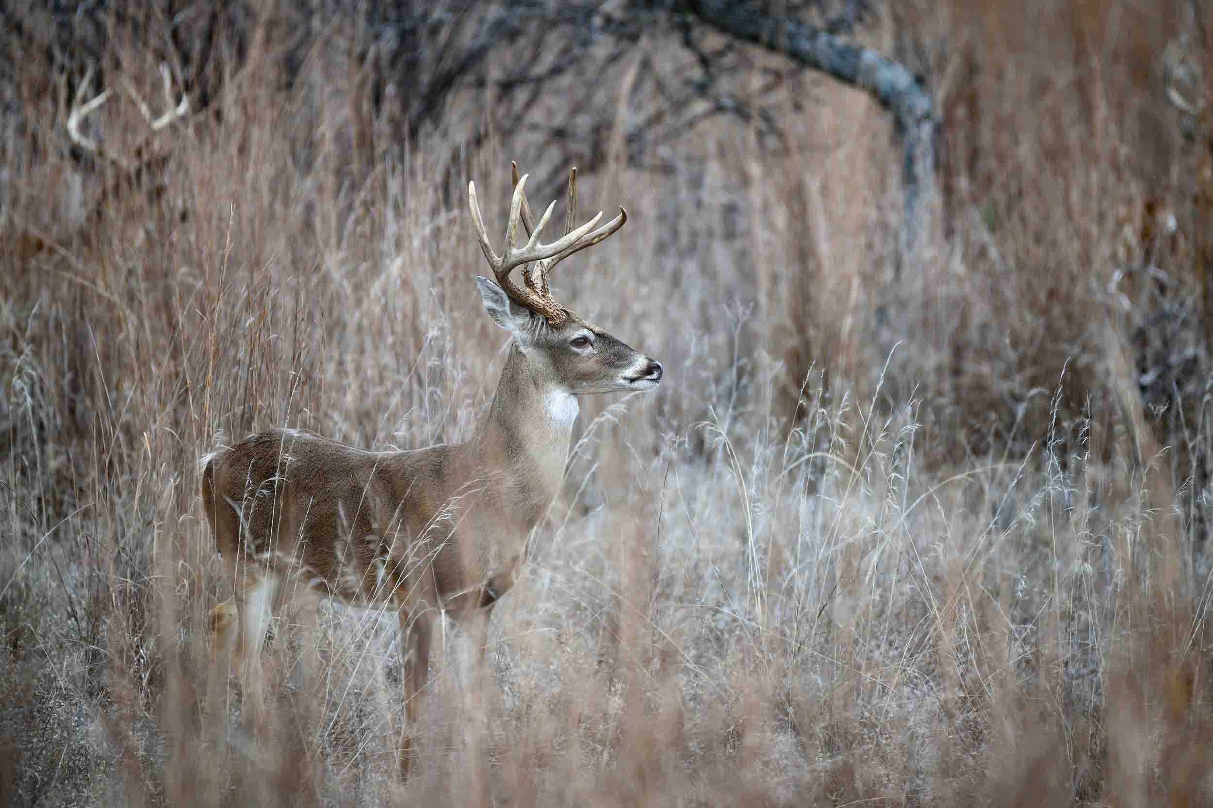 Whitetail buck standing in tall dry grass