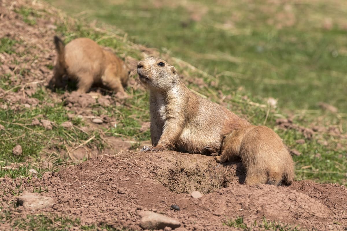 Prairie dogs at their burrows on a dirt mound