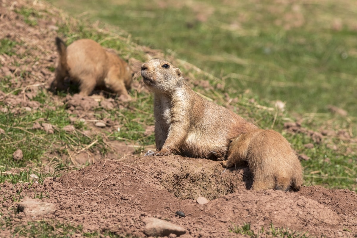 Prairie dogs at their burrows on a dirt mound
