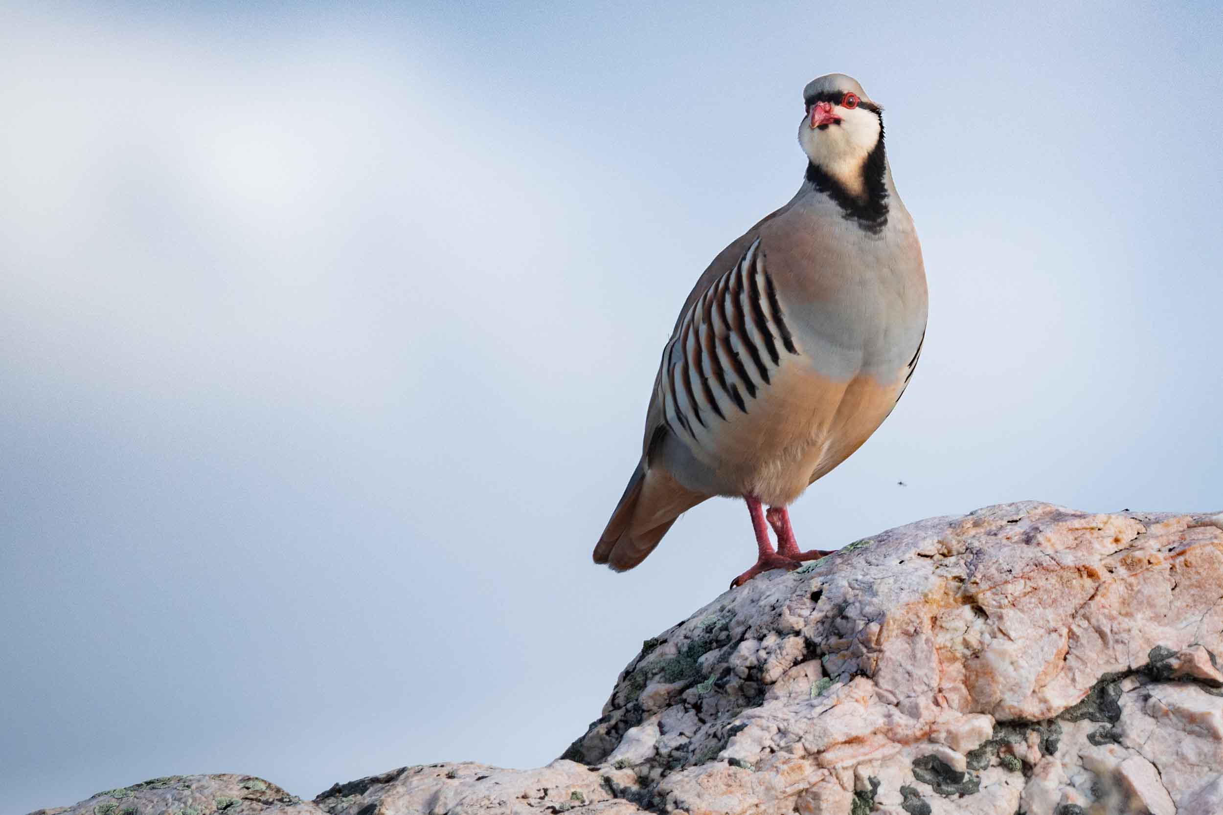 Chukar standing on a rock against the sky