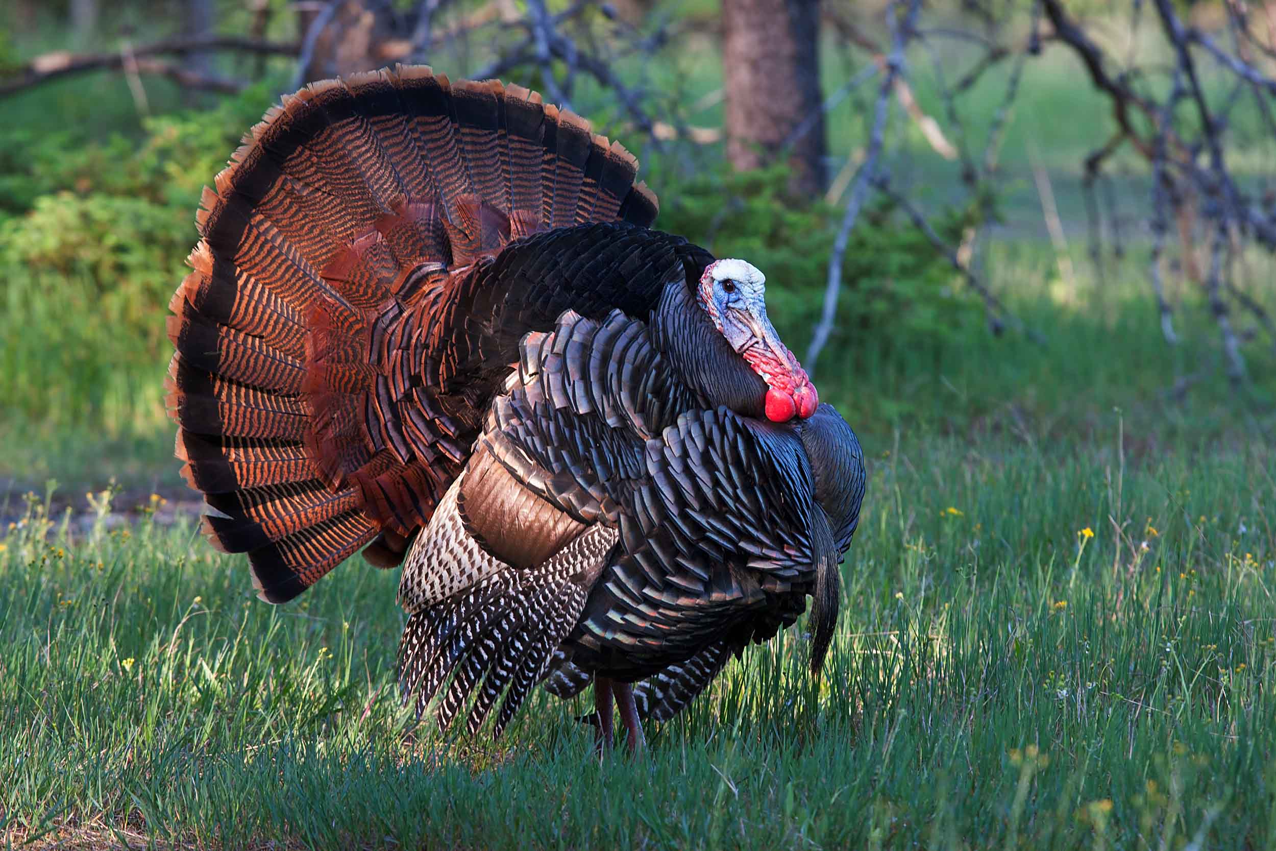 Wild gobbler strutting in green grass with his fan up