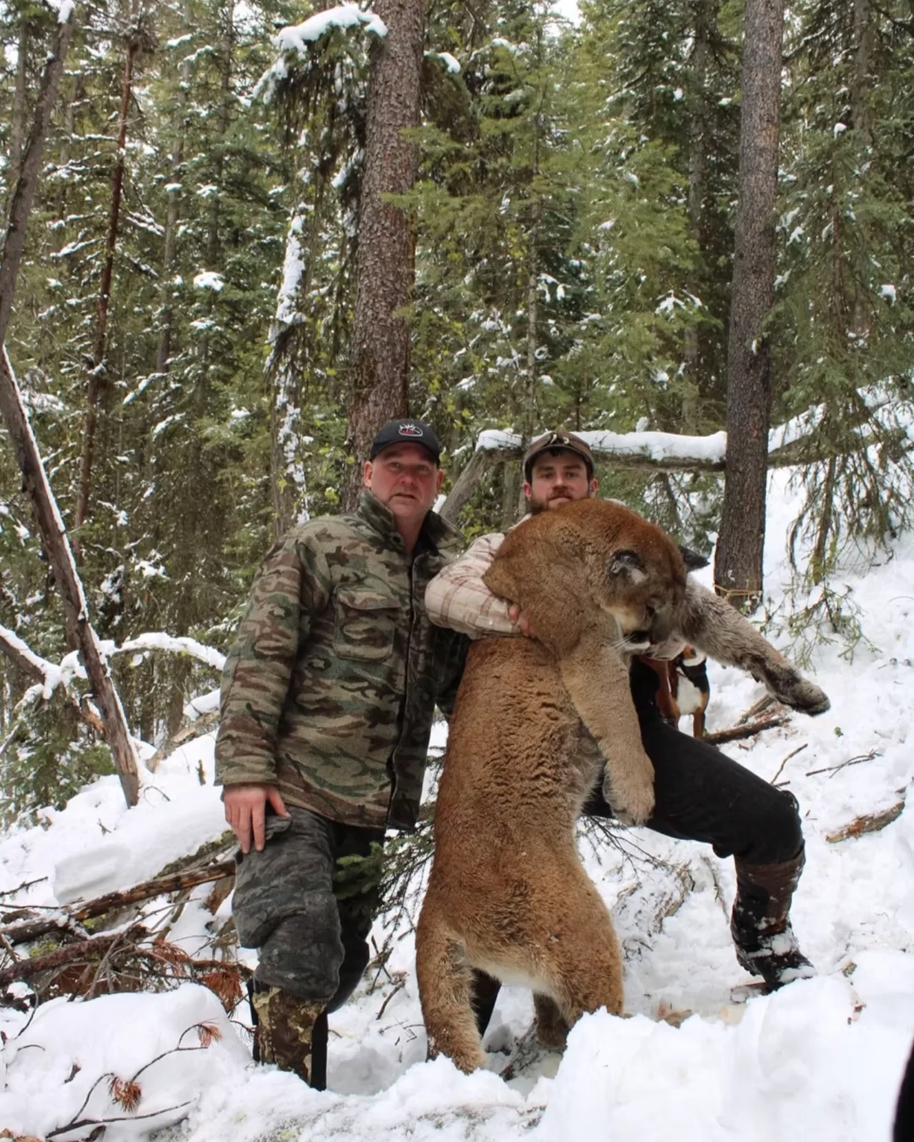 Montana Guided Mountain Lion Hunt