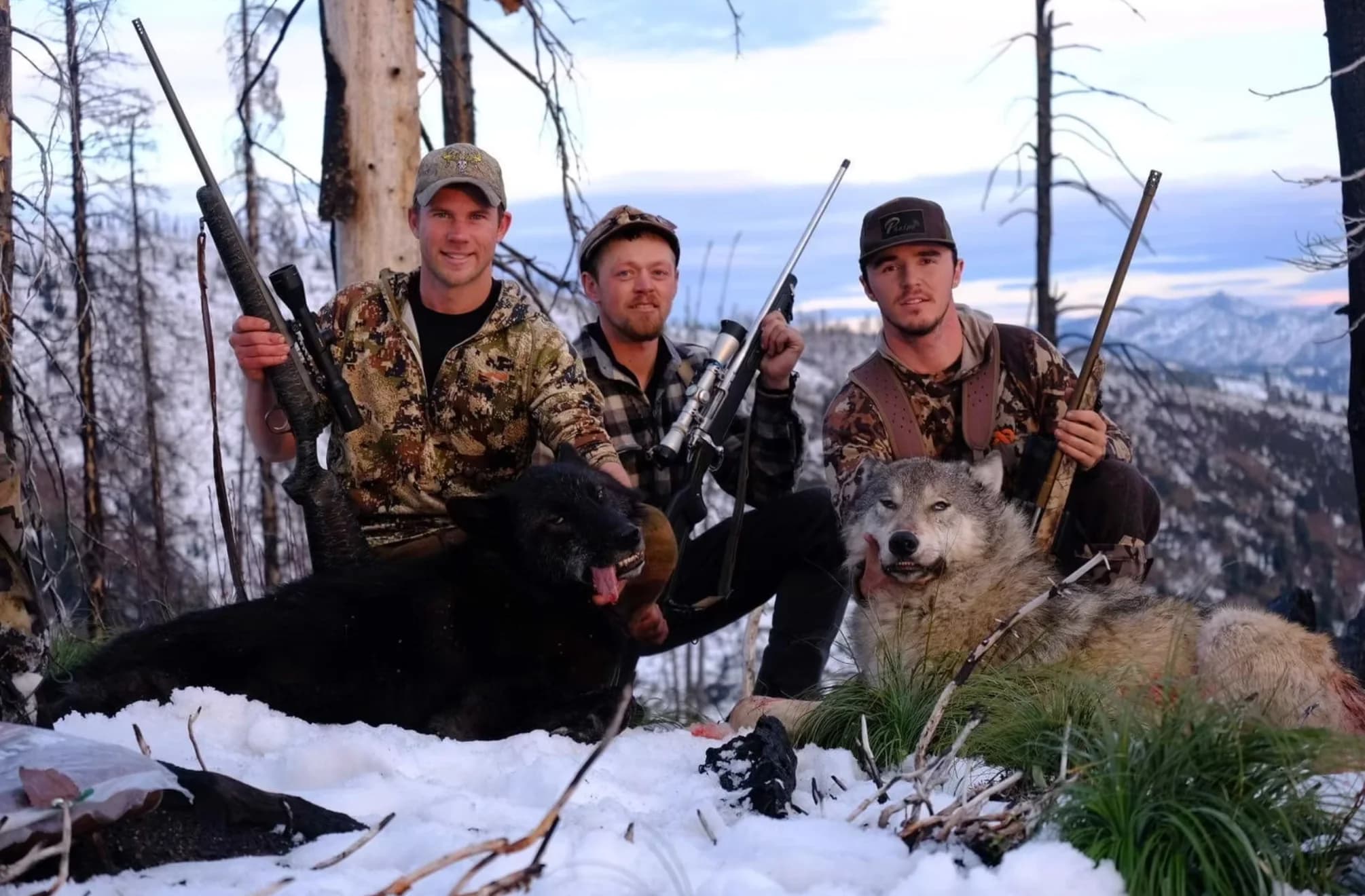 Guided Montana Wolf Hunt