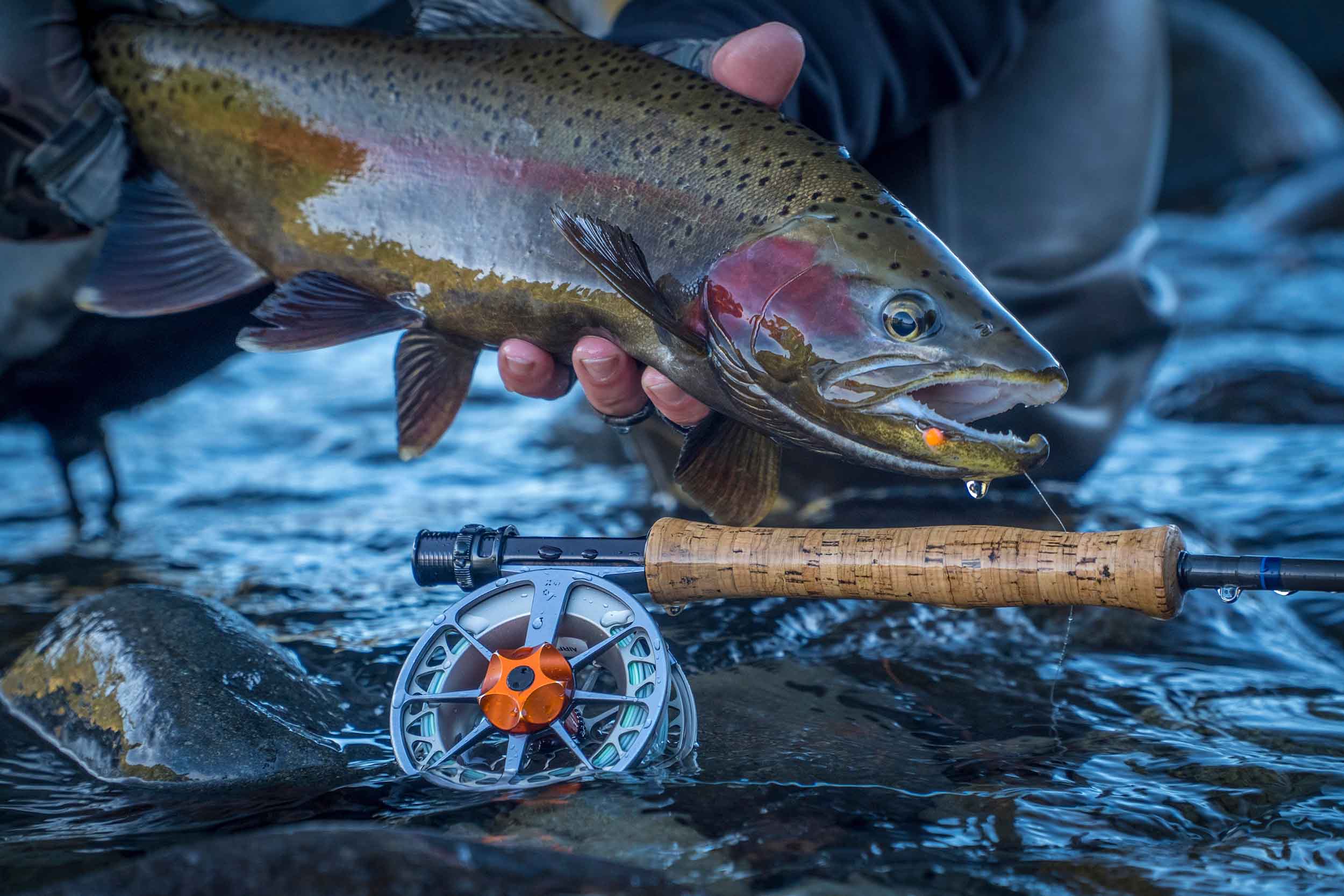 Rainbow trout held over the water beside a fly rod and reel
