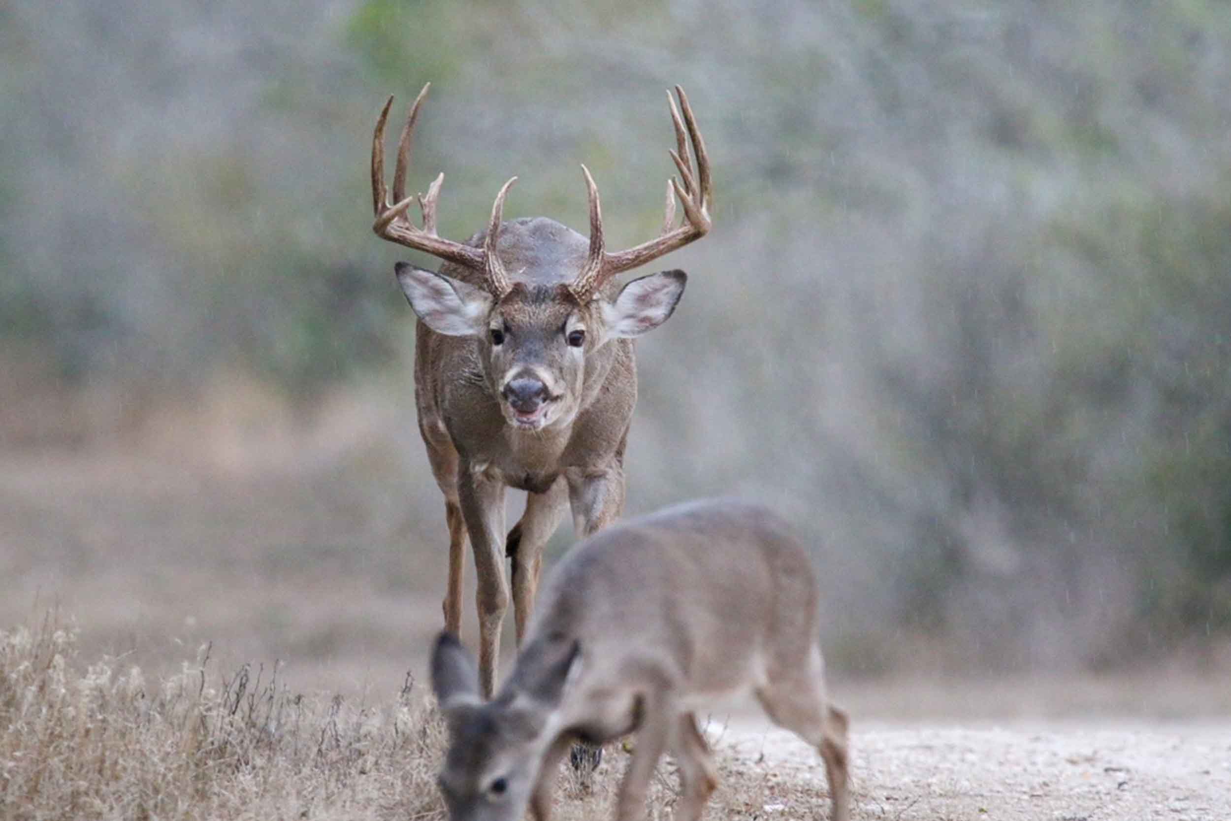 Whitetail buck and doe on a sendero