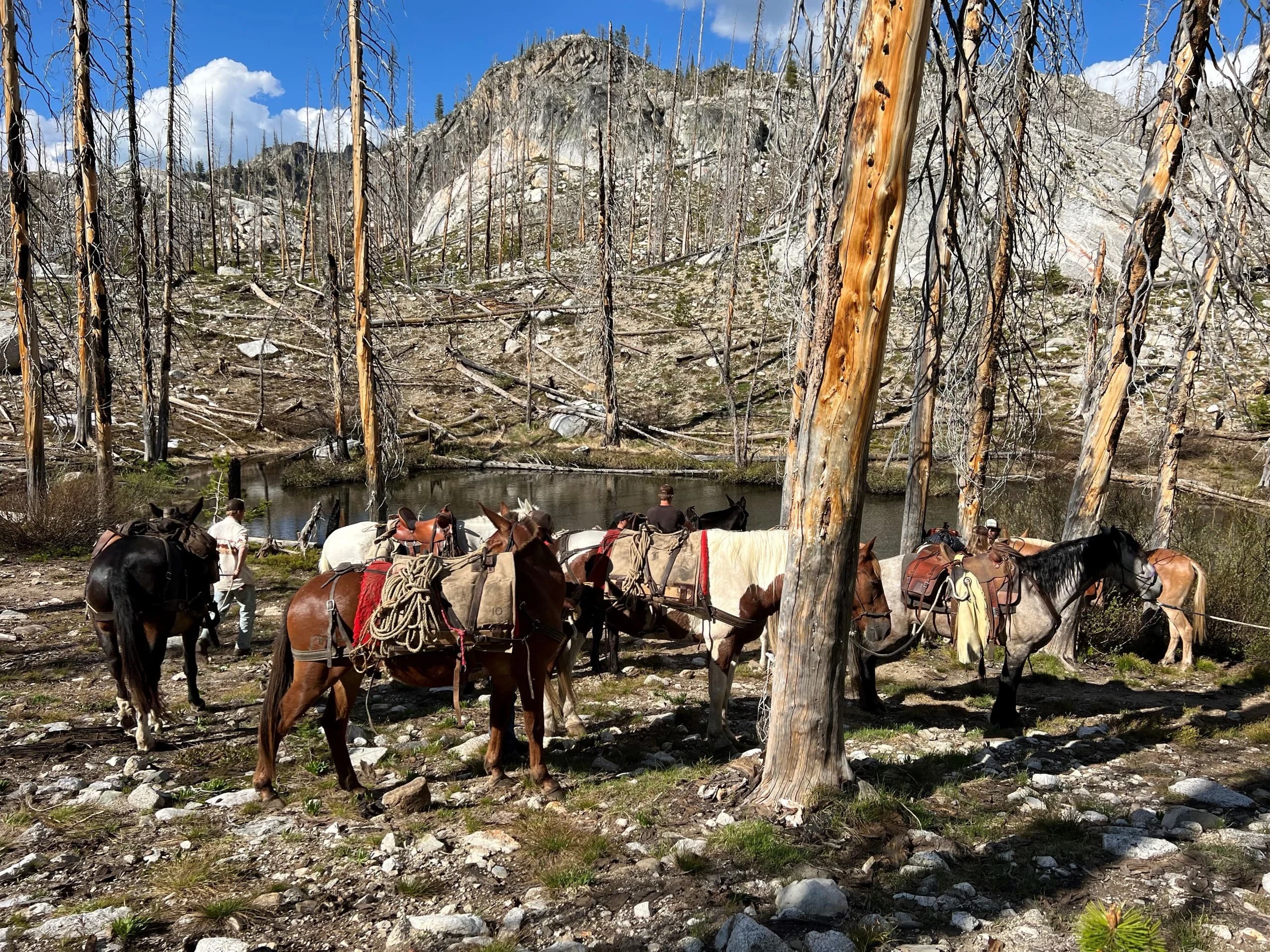 Pack string tied in a burned timber basin below granite outcrops